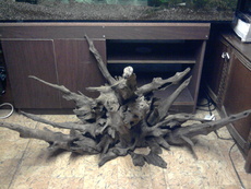 Продам корягу