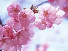 Тканевые ролеты!