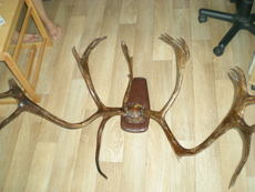 Продам рога оленя роскошные лакированные