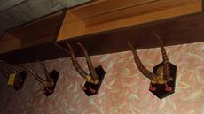 Продам вешалки в виде рогов