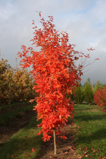 Крупномерный каштан конский - недорого